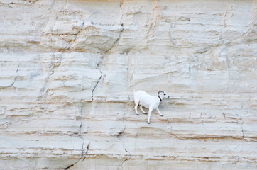 kozy © Patdrig Torc