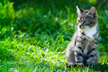 Gray-brown striped kitten with a white breast on a green grass background. Little cute kitten.Home pet walks in the yard.The cat looks away.