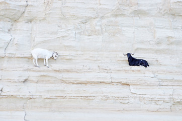 kozy © Patdrig Torc