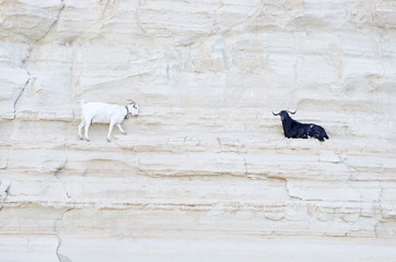 kozy © Patdrig Torc