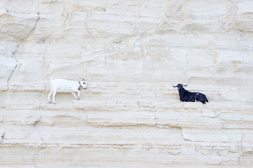 kozy © Patdrig Torc