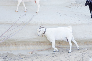 kozy © Patdrig Torc