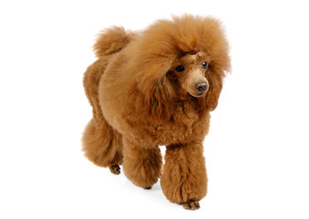 Cute red Toy Poodle dog on a white background