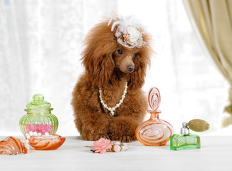 Cute Toy Poodle dog sitting at the table with perfume