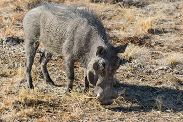 Closeup portrait of common gray warthog with big broken tusks standing in the grass in African savanna. Namibia