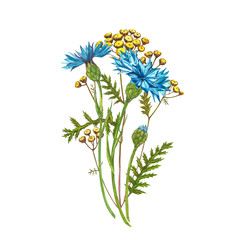 Blue Cornflower Herb or bachelor button flower bouquet with Pansy flowers isolated on white background. Set of drawing cornflowers, floral elements, watercolor botanical illustration.