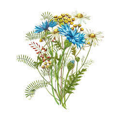 Blue Cornflower Herb or bachelor button flower bouquet with Pansy flowers isolated on white background. Set of drawing cornflowers, floral elements, watercolor botanical illustration.