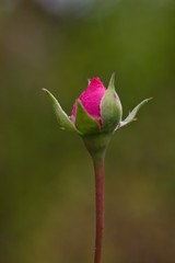 Aufblühende Knospe einer rosa Rose bei Regen, Rosa