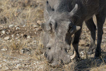 Naklejka na ściany i meble Closeup portrait of common gray warthog with big broken tusks standing in the grass in African savanna. Namibia