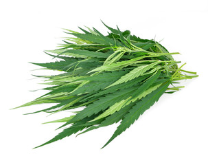 Marijuana plant isolated on white background