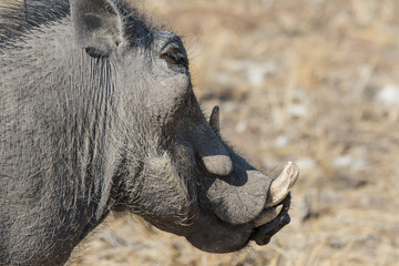 Closeup portrait of common gray warthog with big broken tusks standing in the grass in African...