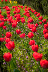 Red tulips