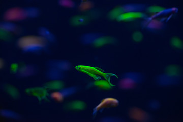 Danio glow fish color nature relax pets home  freshwater aquarium