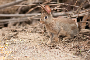  hare in natural habit, forest