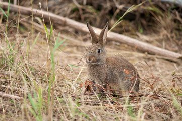 hare in natural habit, forest