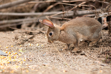  hare in natural habit, forest
