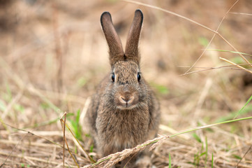 Fototapeta premium hare in natural habit, forest