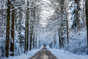 winterliche, verschneite Straße durch den Wald
