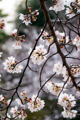 Cherry Blossoms
