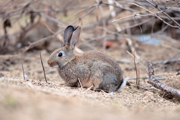 Naklejka na ściany i meble hare in natural habit, forest