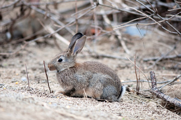  hare in natural habit, forest