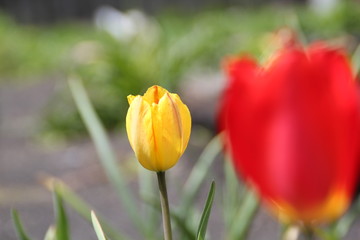 yellow tulips in the garden