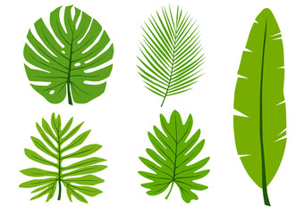Vector set leaves on white background. monstera leaf,palm leaves,Banana leaf.