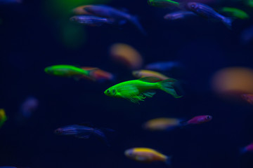 Danio glow fish color nature relax pets home  freshwater aquarium