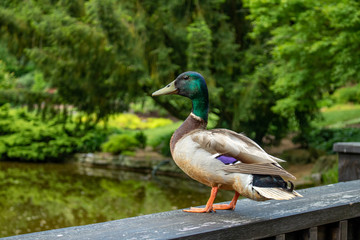Naklejka na ściany i meble Mallard Duck A male, Mallard Duck perches on a wooden railing.