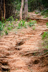 Trail through tall trees in a lush forest The cliff is a rocky layer with soil Adventurous trekking trail ravine forest landscape sunny summer day Ramkhamhaeng National Park, Sukothai, Thailand,
