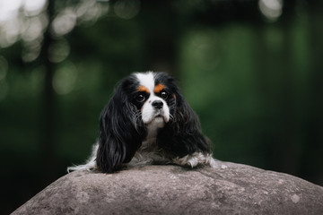 cavalier king charles spaniel dog lying down outdoors
