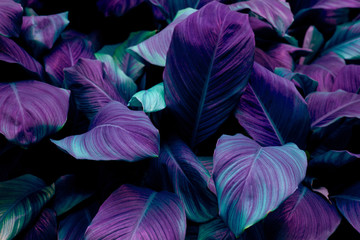 leaves of Spathiphyllum cannifolium, abstract colorful texture, nature dark tone background,...