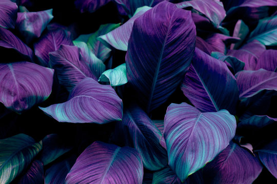 Fototapeta leaves of Spathiphyllum cannifolium, abstract colorful texture, nature dark tone background, tropical leaf