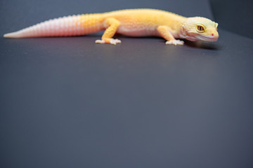 レオパの全身が入ったイメージ