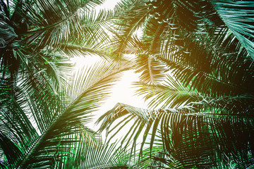 Fototapeta premium Coconut palm leaves perspective view , tropical palm leaves background