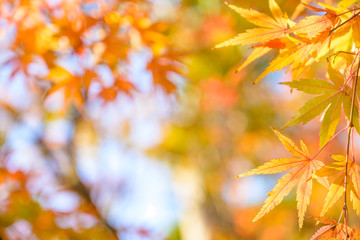綺麗に紅葉したもみじ