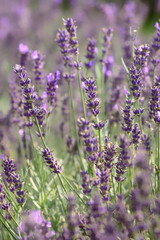 Leveanna Lavender Fields