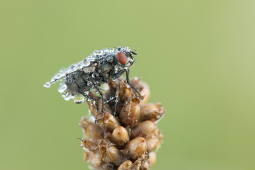 Some insects, bee, catelerpilar, and others