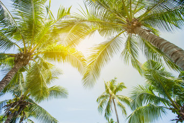Fototapeta na wymiar Coconut palm leaves perspective view , tropical palm leaves background