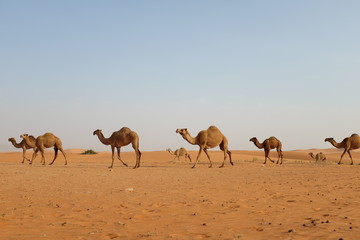 A herd of Arabian camels journey in the desert. Riyadh, Saudi Arabia