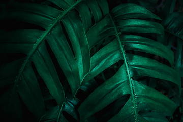 Obraz na płótnie Canvas green monstera leaf background, tropical leaf, abstract green leaf texture