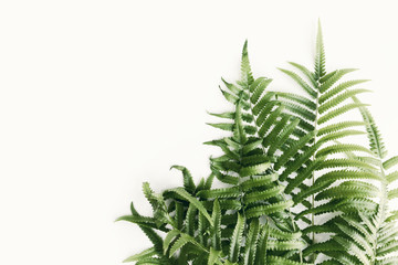 Fresh fern branch green leaves isolated on white background of the tropical natural which has jungle green foliage. Texture for creative layout made of leaf nature.