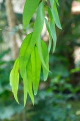 Eucalyptus leaf branch on green nature background