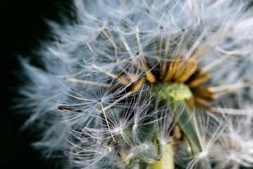 macro photo of dandelion (Taraxacum officinale) seed on black background. close up flower.