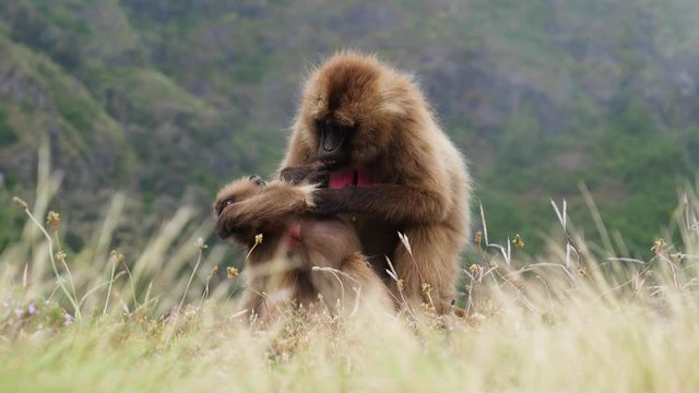 Mother gelada baboon removes and eats every tick/lice she found from her child&rsquo;s body.