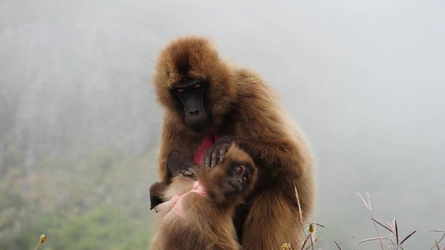Child baboon letting its mother search for ticks all over its body. Medium shot.