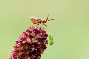 Some insects, bee, catelerpilar, and others
