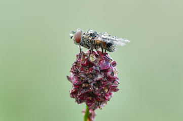Some insects, bee, catelerpilar, and others