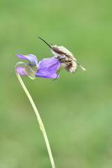 Some insects, bee, catelerpilar, and others