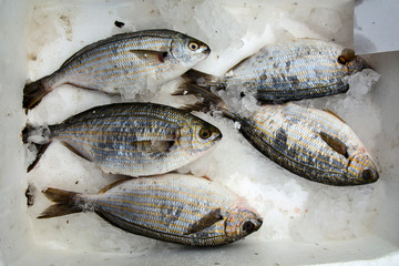 Sea fish in the market